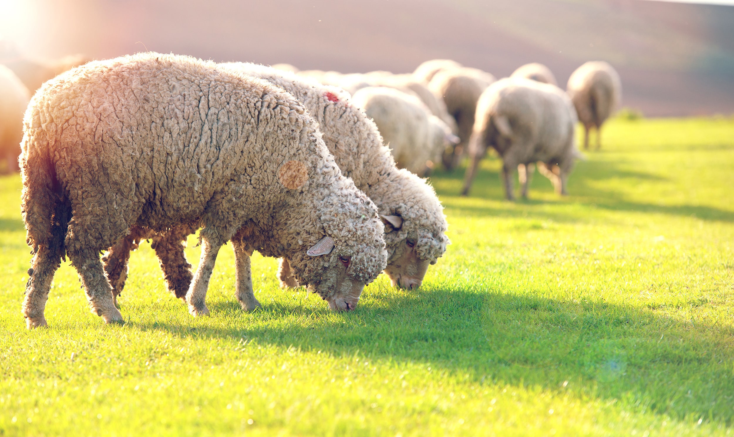 Moutons sur un pâturage